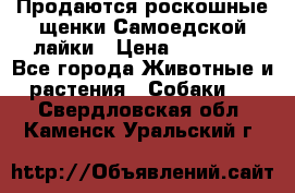 Продаются роскошные щенки Самоедской лайки › Цена ­ 40 000 - Все города Животные и растения » Собаки   . Свердловская обл.,Каменск-Уральский г.